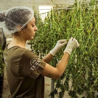 SEMILLAS DE MARIHUANA